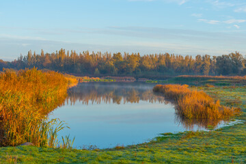 Fototapeta na wymiar Reed along the misty sunny edge of a lake in wetland at sunrise in bright sunlight in autumn, Almere, Flevoland, The Netherlands, November 5, 2020