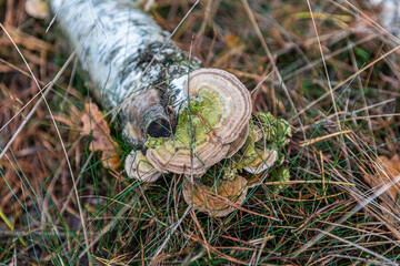 Mushrooms and fungi are always welcome guests in the forest in autumn