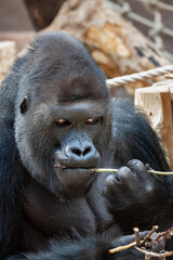 Obraz premium wild adult male black gorilla eats a wooden twig in the park during the day