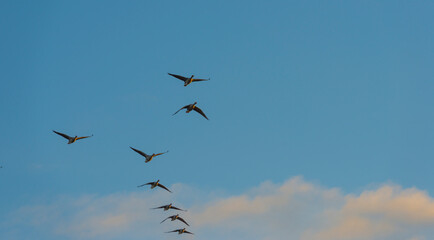 Geese flying in a colorful sky at sunrise in a bright early morning at fall, Almere, Flevoland, The Netherlands, November 5, 2020