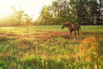 Arabian foal standing in field of clover.