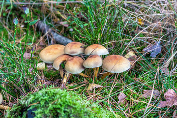 Mushrooms and fungi are always welcome guests in the forest in autumn