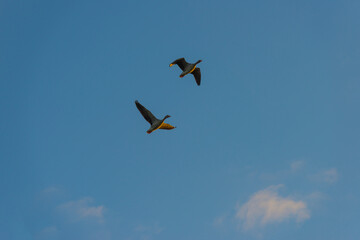Geese flying in a colorful sky at sunrise in a bright early morning at fall, Almere, Flevoland, The Netherlands, November 5, 2020