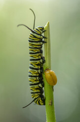 Monarch butterfly caterpillar or larvae eatimg milkweed stem