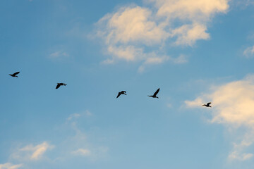 Fototapeta premium Geese flying in a colorful sky at sunrise in a bright early morning at fall, Almere, Flevoland, The Netherlands, November 5, 2020