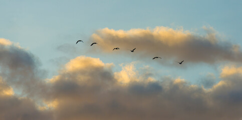 Geese flying in a colorful sky at sunrise in a bright early morning at fall, Almere, Flevoland, The Netherlands, November 5, 2020