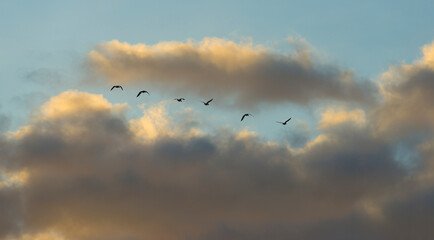 Geese flying in a colorful sky at sunrise in a bright early morning at fall, Almere, Flevoland, The Netherlands, November 5, 2020
