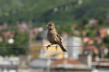 sparrow on a fence