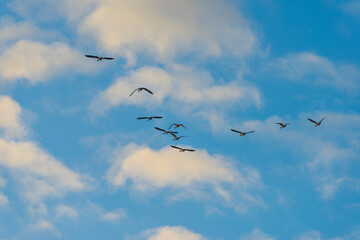 Geese flying in a colorful sky at sunrise in a bright early morning at fall, Almere, Flevoland, The Netherlands, November 5, 2020