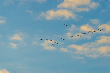 Fototapeta premium Geese flying in a colorful sky at sunrise in a bright early morning at fall, Almere, Flevoland, The Netherlands, November 5, 2020