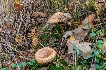Mushrooms and fungi are always welcome guests in the forest in autumn