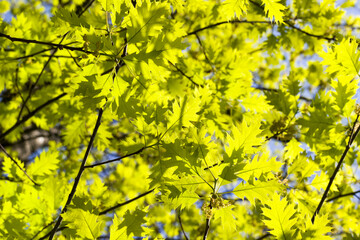 beautiful nature