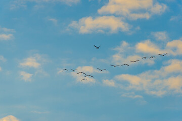 Geese flying in a colorful sky at sunrise in a bright early morning at fall, Almere, Flevoland, The Netherlands, November 5, 2020