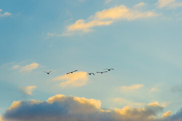 Geese flying in a colorful sky at sunrise in a bright early morning at fall, Almere, Flevoland, The Netherlands, November 5, 2020