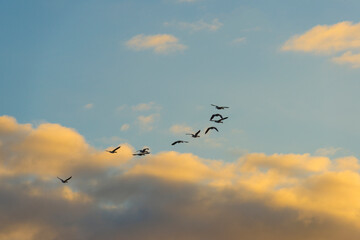 Geese flying in a colorful sky at sunrise in a bright early morning at fall, Almere, Flevoland, The Netherlands, November 5, 2020