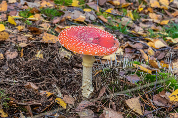 Mushrooms and fungi are always welcome guests in the forest in autumn