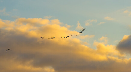 Geese flying in a colorful sky at sunrise in a bright early morning at fall, Almere, Flevoland, The Netherlands, November 5, 2020