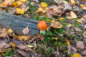 Mushrooms and fungi are always welcome guests in the forest in autumn