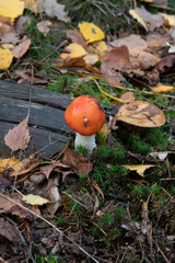 Mushrooms and fungi are always welcome guests in the forest in autumn