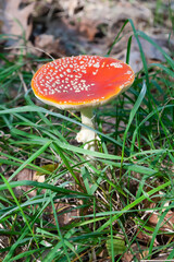 Mushrooms and fungi are always welcome guests in the forest in autumn