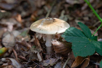 Mushrooms and fungi are always welcome guests in the forest in autumn