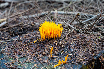 Mushrooms and fungi are always welcome guests in the forest in autumn