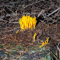Mushrooms and fungi are always welcome guests in the forest in autumn