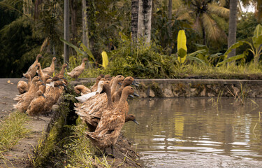 Panoramic scene group of ducks in the water, indonesia, ubud, bali 2019 