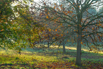 Trees in autumn colors in a field at sunrise under a blue bright sky in sunlight at fall, Almere, Flevoland, The Netherlands, November 5, 2020
