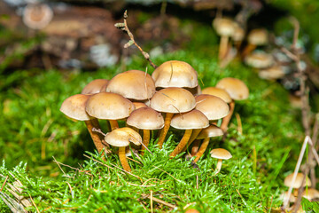 Mushrooms and fungi are always welcome guests in the forest in autumn