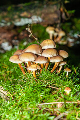 Mushrooms and fungi are always welcome guests in the forest in autumn