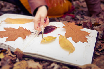 autumn. a girl in the autumn in the park collects herbarium