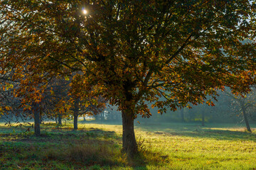 Fototapeta na wymiar Trees in autumn colors in a field at sunrise under a blue bright sky in sunlight at fall, Almere, Flevoland, The Netherlands, November 5, 2020