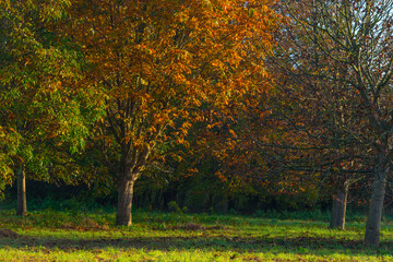 Naklejka premium Trees in autumn colors in a field at sunrise under a blue bright sky in sunlight at fall, Almere, Flevoland, The Netherlands, November 5, 2020
