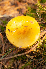 Mushrooms and fungi are always welcome guests in the forest in autumn