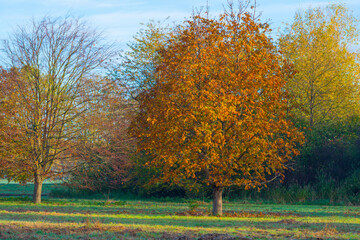 Trees in autumn colors in a field at sunrise under a blue bright sky in sunlight at fall, Almere, Flevoland, The Netherlands, November 5, 2020