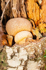 Mushrooms and fungi are always welcome guests in the forest in autumn