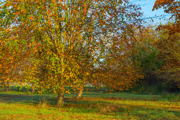 Trees in autumn colors in a field at sunrise under a blue bright sky in sunlight at fall, Almere, Flevoland, The Netherlands, November 5, 2020
