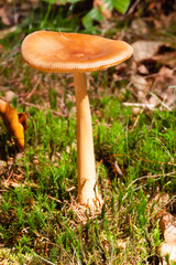 Mushrooms and fungi are always welcome guests in the forest in autumn
