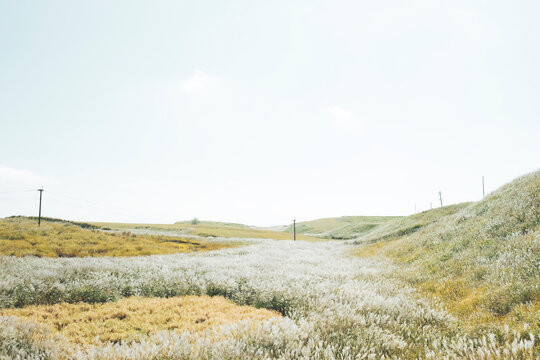 ススキが広がる牧場