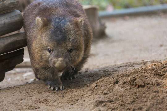 Vombatidae 이미지 찾아보기 5,684 스톡 사진, 벡터 및 비디오 Adobe Stock