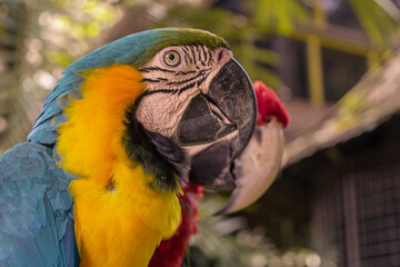Close Up Colorfull parrot in the jungle, Indonesia, Ubud, Bali 2019