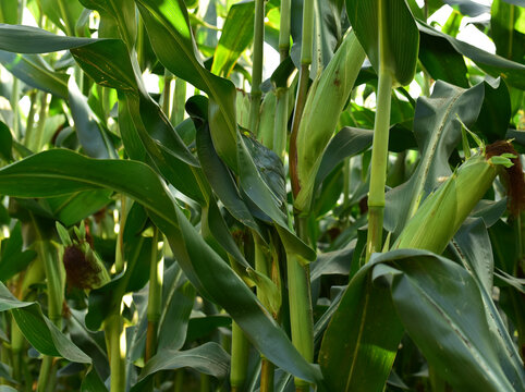 Corn on the green stalk in the corn field. Young maize or sweetcorn plants. Cornfield texture, background. Agricultural  and farm concept.