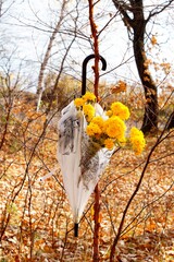 an umbrella with yellow chrysanthemums weighs on a birch branch