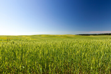 Obraz premium agriculture for food production
