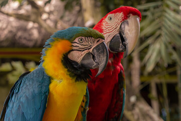 Close Up Colorfull parrot in the jungle, Indonesia, Ubud, Bali 2019