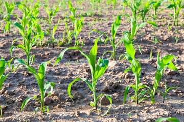 the plowed soil on which to grow cereal crops