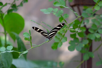 black and white butterfly with it's wings closing