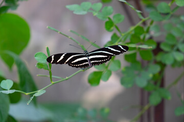 black and white butterfly