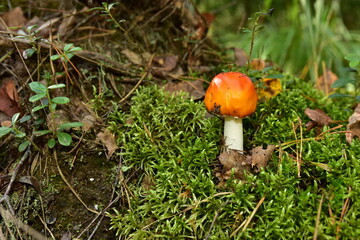 Red mushroom amanita toxic, also called panther cap. False blusher amanita mushroom in the forest against the background of green vegetation